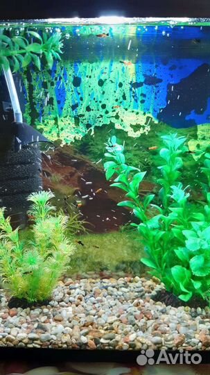 Аквариум
