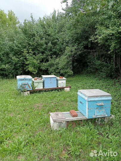 Продам ульи