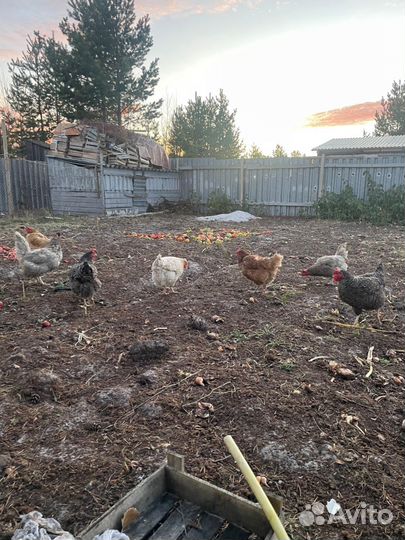 Куры несушки