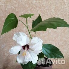 Красивый гибискус