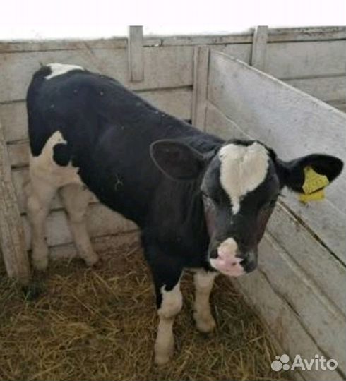 Телята бычки