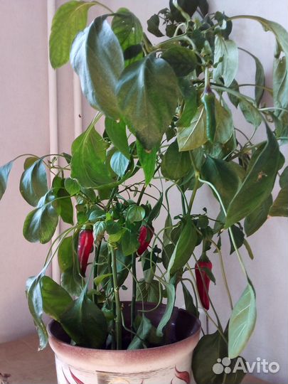 Рассада перца