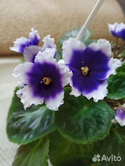 Сортовые фиалки