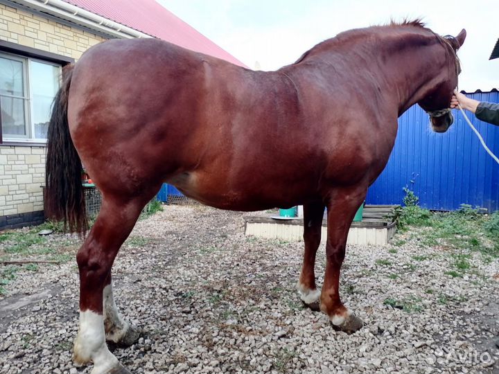 Лошадь тяжеловозной