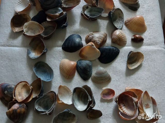 Морские ракушки