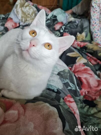 Кот бесплатно