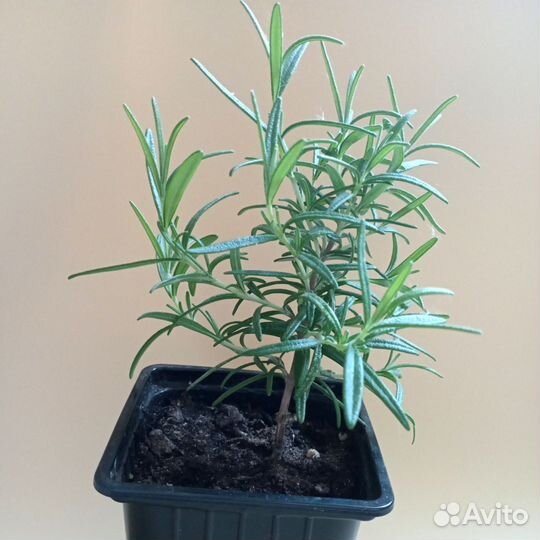 Розмарин на штамбе комнатные растения