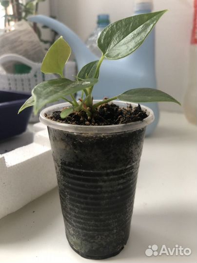 Антуриум красный