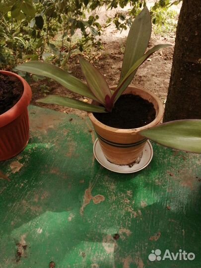 Цветы комнатные