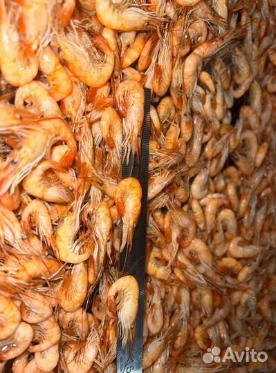 Креветка черноморская, сухой заморозки