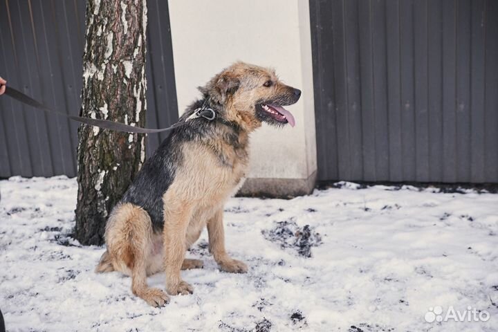 Хороший пёс Мюнхаузен в добрые руки