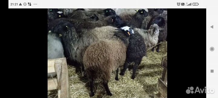 Овцы, ярочки, барашки