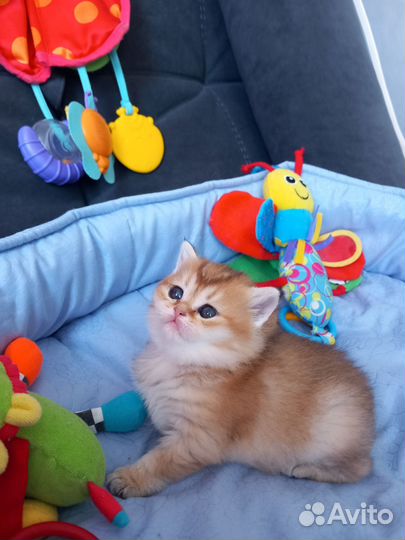 Шотландские котята