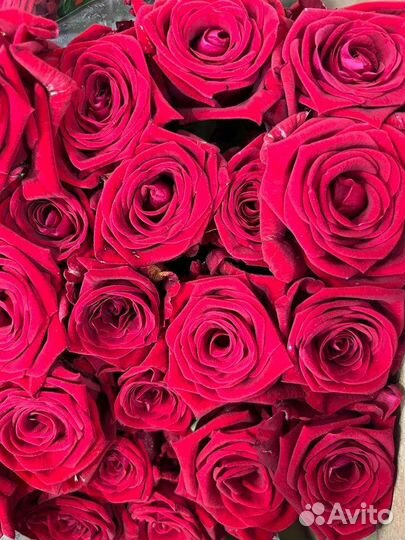 Роза российская 60см пачка (20шт)