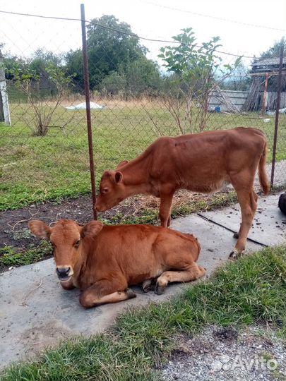 Телята бычки, телки