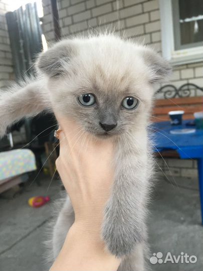 Кошки