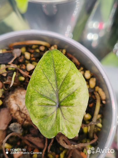 Алоказия Серендипити Голд