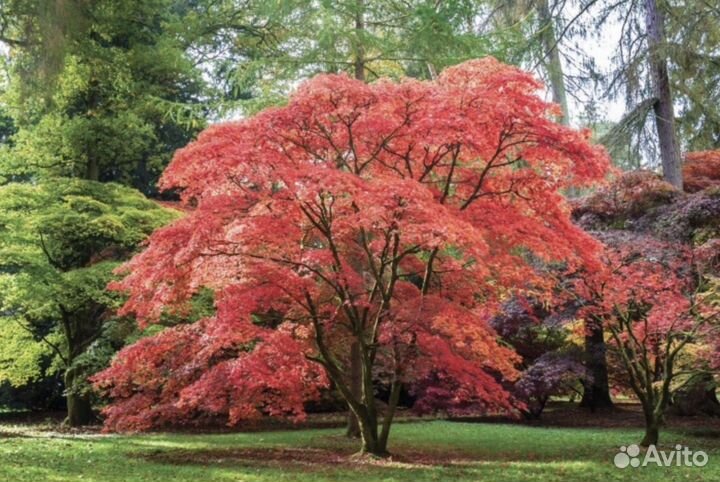 Клен татарский гиннала