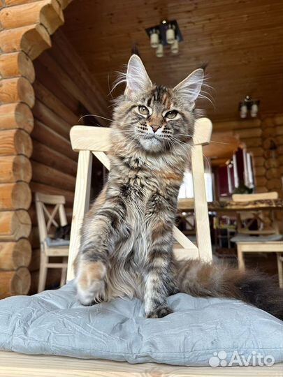 Котята Мейн-кун