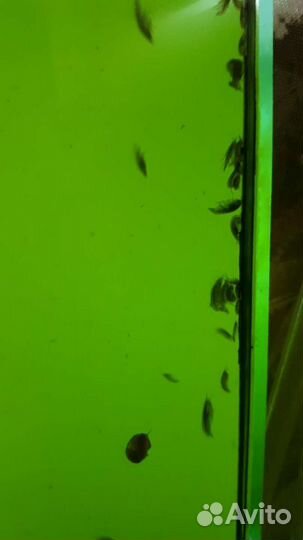 Дафния моина,гамарус тропический, инфузория