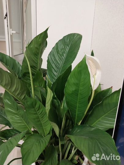 Спатифиллум