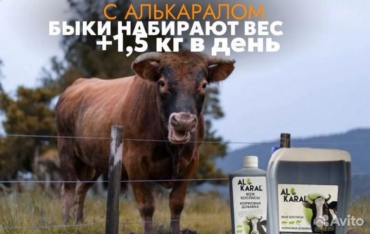 С добавкой алькарал быки быстро наберут вес