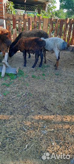 Овцы и бараны