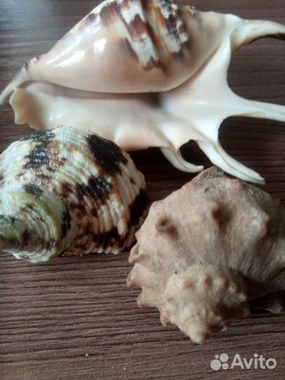 Ракушки морские