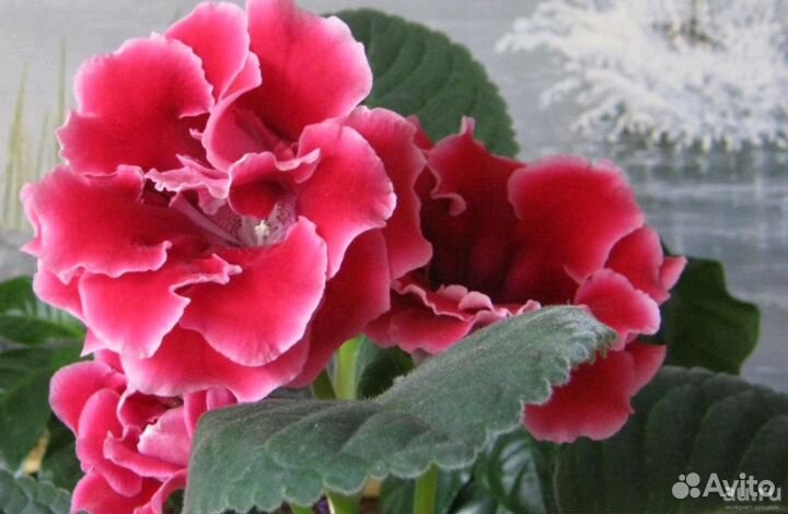 Глоксинии фиолетовые, малиновые, махровые