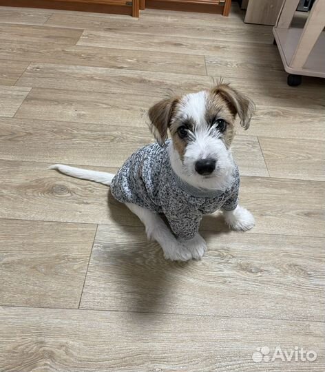 Кофта для собак/кошек