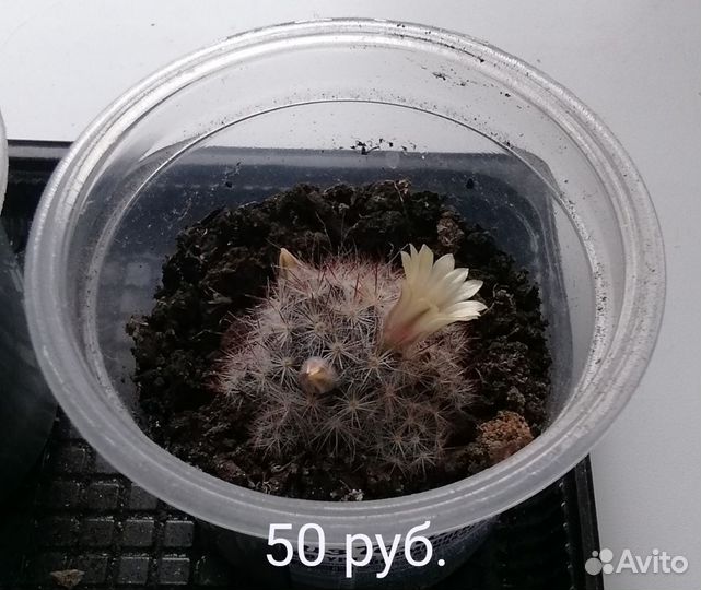 Цветы комнатные