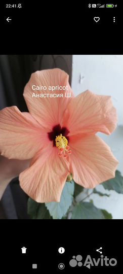 Укоренённый черенок гибискуса