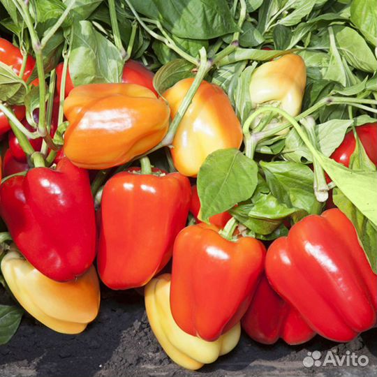 Семена урожайного перца KS 3115 F1