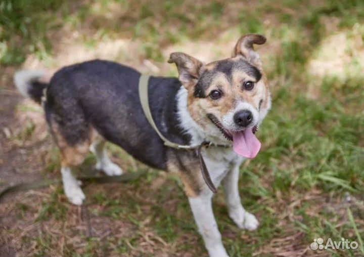 В добрые руки умный пёс Жук