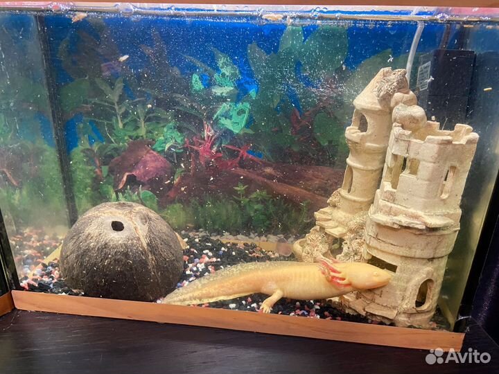 Аквариум
