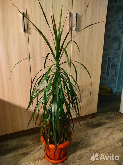 Драцена пальма, драцена Лаки