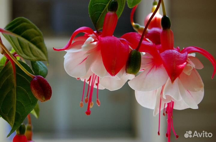 Ростки цветка-Фуксии и (другие цветы)