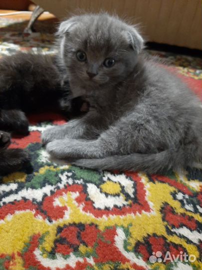 Котята от шотландской кошечки