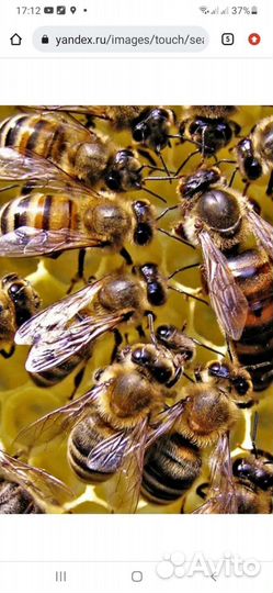 Пасека 20 ульев