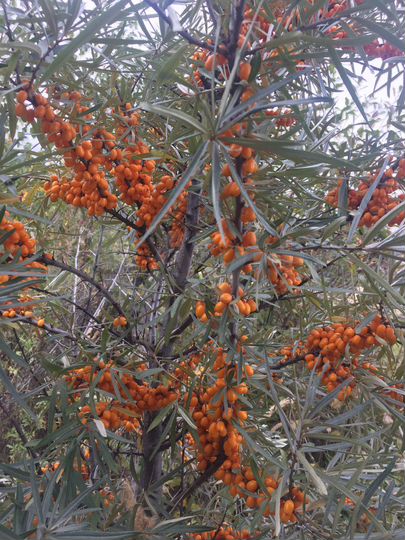 Участок 12 сот. (ИЖС)