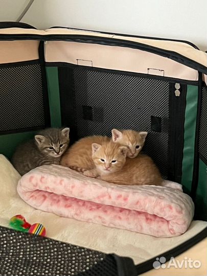 Котята в самые добрые руки