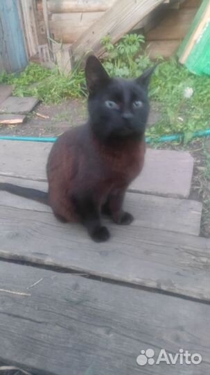 Кошка мурка