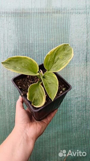 Декоративные растения