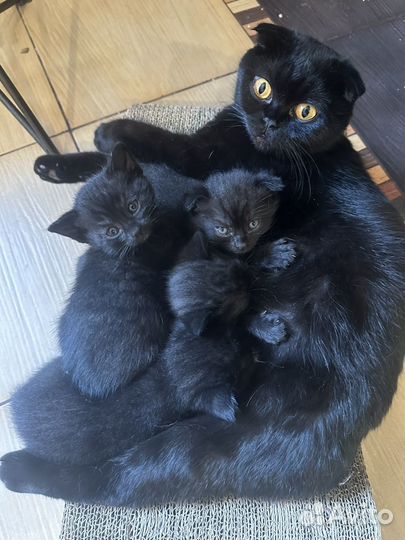 Британские котята