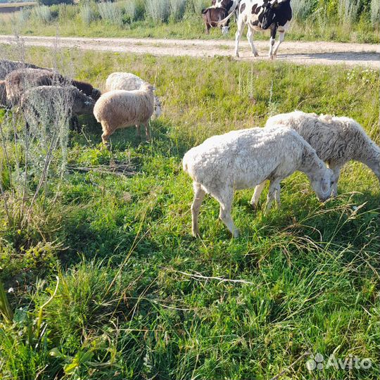 Овца матки с ягнятами