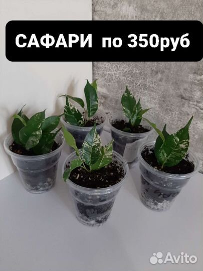 Фикус бенджамина