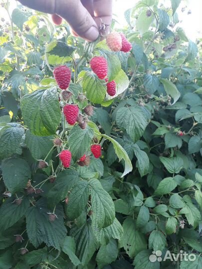 Саженцы Малины ремонтантной