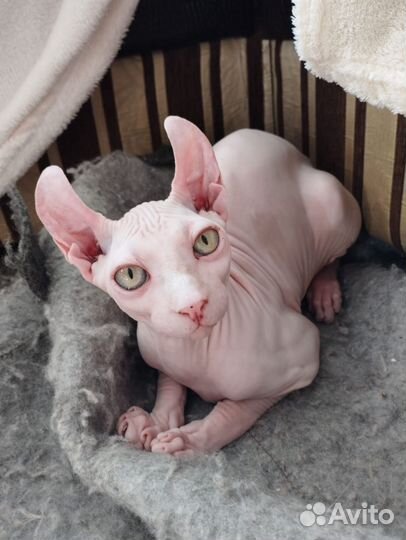 Эльф котенок