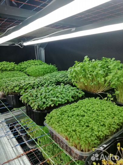 Микрозелень