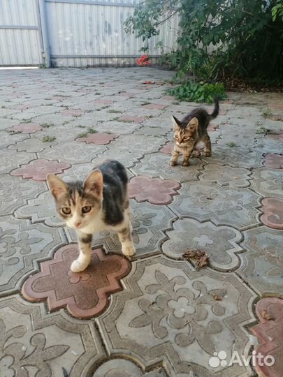Котята в добрые руки бесплатно